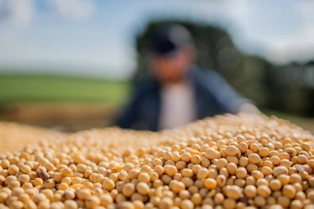 Soybeans Ease from Three-Week Peak; Corn and Wheat Also Slide