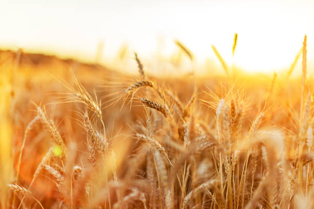 Ukraine Faces Rising Wheat Prices Due to Decreasing Supply