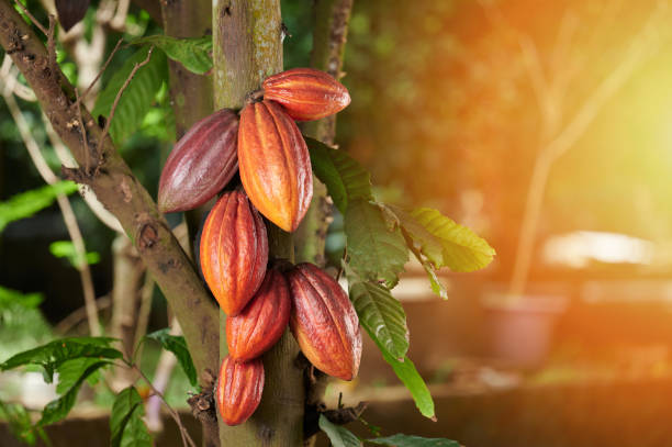 Cocoa Prices Surge but Stay Below Peak Levels