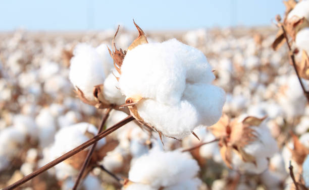 ICE Cotton Shows Mixed Trends, Market Struggles Amid Volatility
