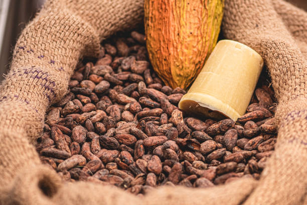 ICCO Reports Cocoa Supply Shortages and Price Volatility