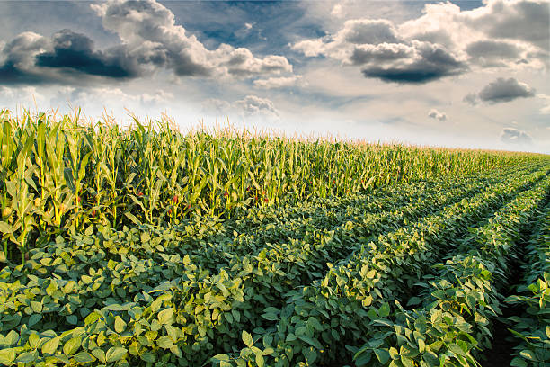 U.S. Corn and Soybean Crops Are in Their Best State Since 2018