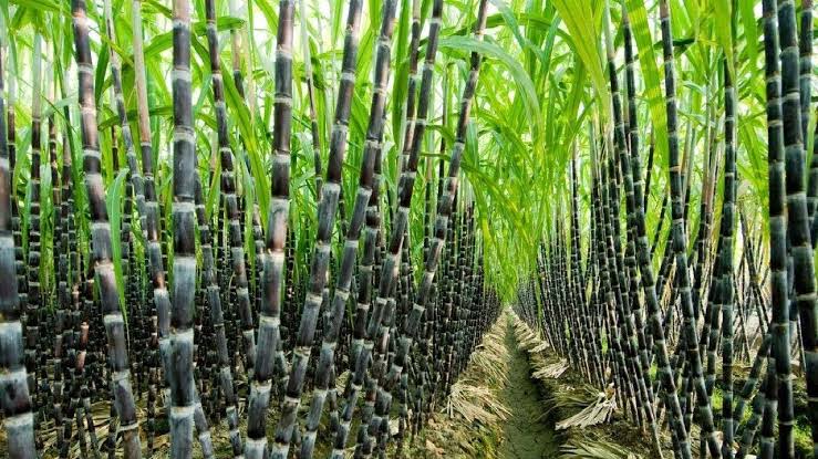 Sugar Prices Drop as Crude Oil Declines