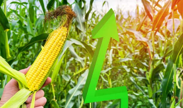 Global Corn Prices Hold Steady as Ukraine Struggles with Supply Issues