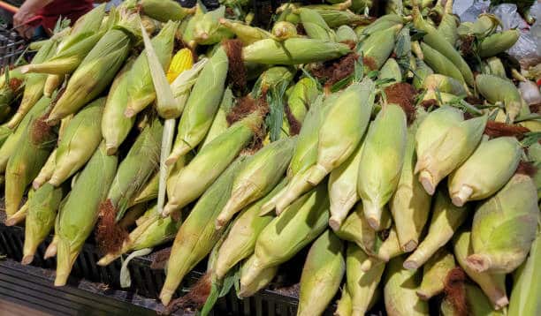 Global Corn Prices Hold Steady as Ukraine Struggles with Supply Issues