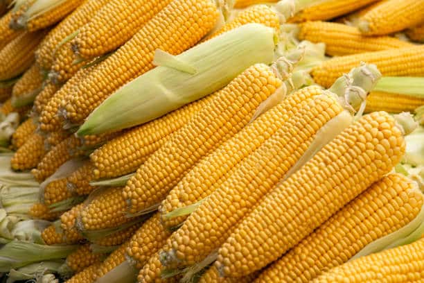 Global Corn Prices Hold Steady as Ukraine Struggles with Supply Issues