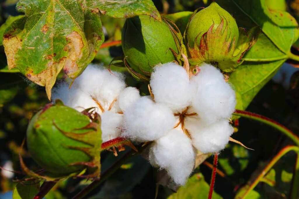 ICE Cotton Prices Bounce Back Amid Weaker Dollar and Strong Export Demand