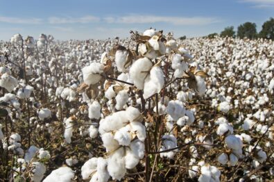 ICE Cotton Prices Bounce Back Amid Weaker Dollar and Strong Export Demand