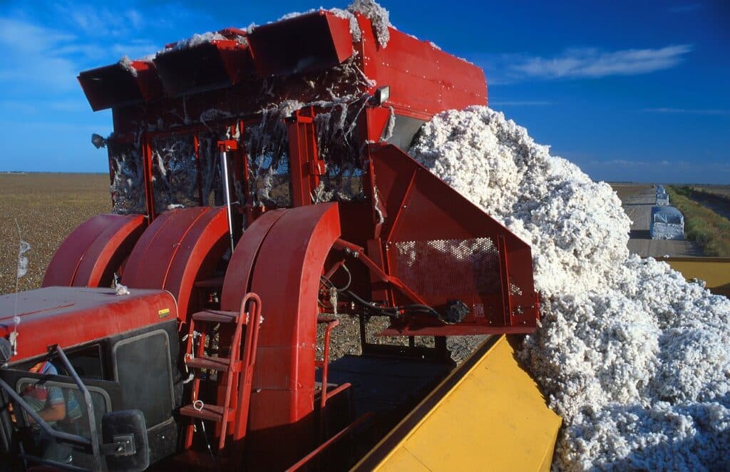 ICE Cotton Prices Bounce Back Amid Weaker Dollar and Strong Export Demand