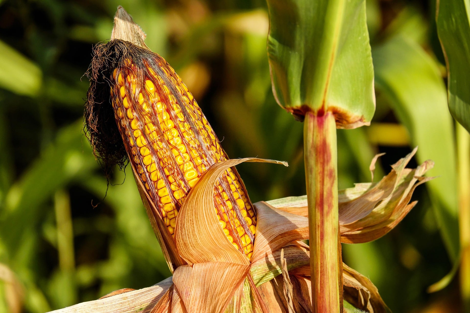 Corn Set to Dominate Ukraine’s Grain Harvest in 2025