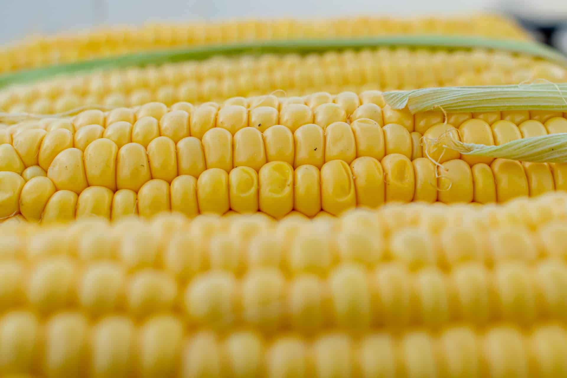Corn Set to Dominate Ukraine’s Grain Harvest in 2025