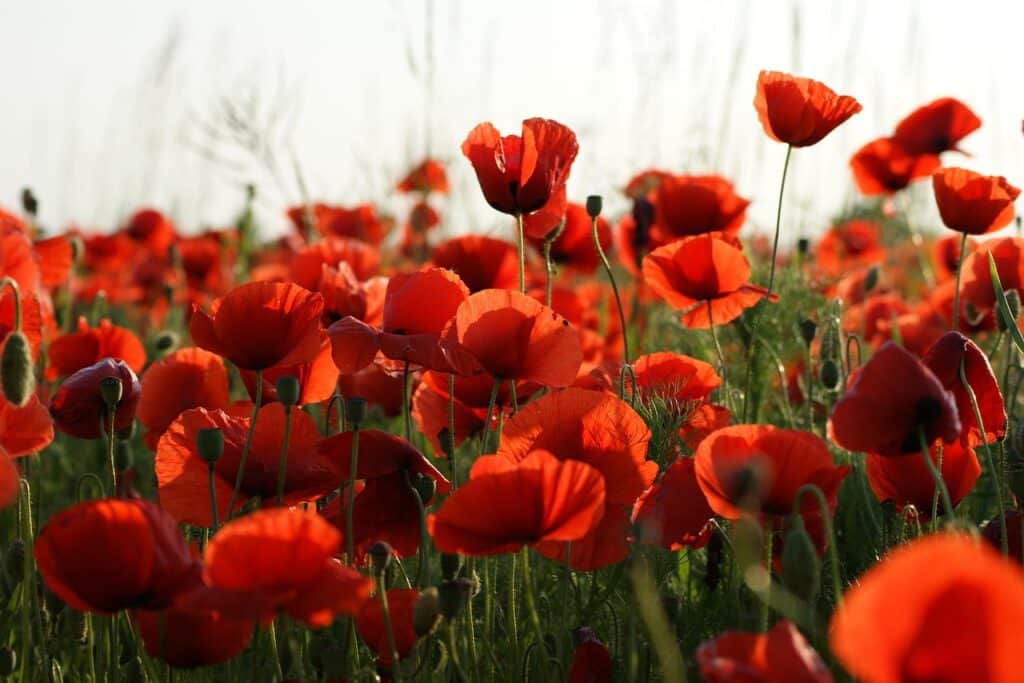 Trading and Tall Poppy Syndrome