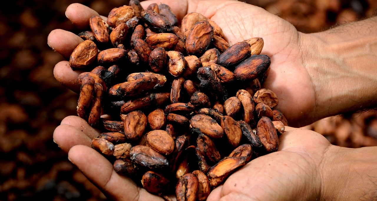 Cocoa Prices Sink as Weak Global Demand Raises Surplus Fears